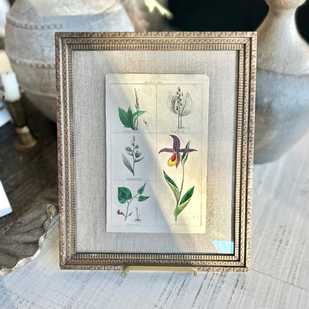 Antique botanical plate in vintage frame