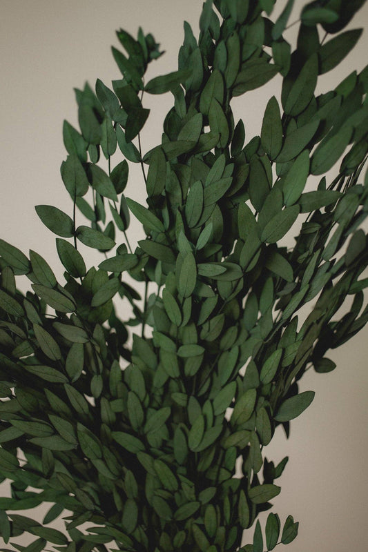 Preserved Short Willow Eucalyptus (Parvifolia)