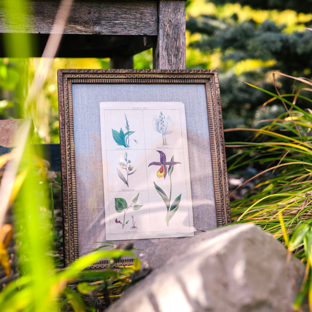 Antique botanical plate in vintage frame