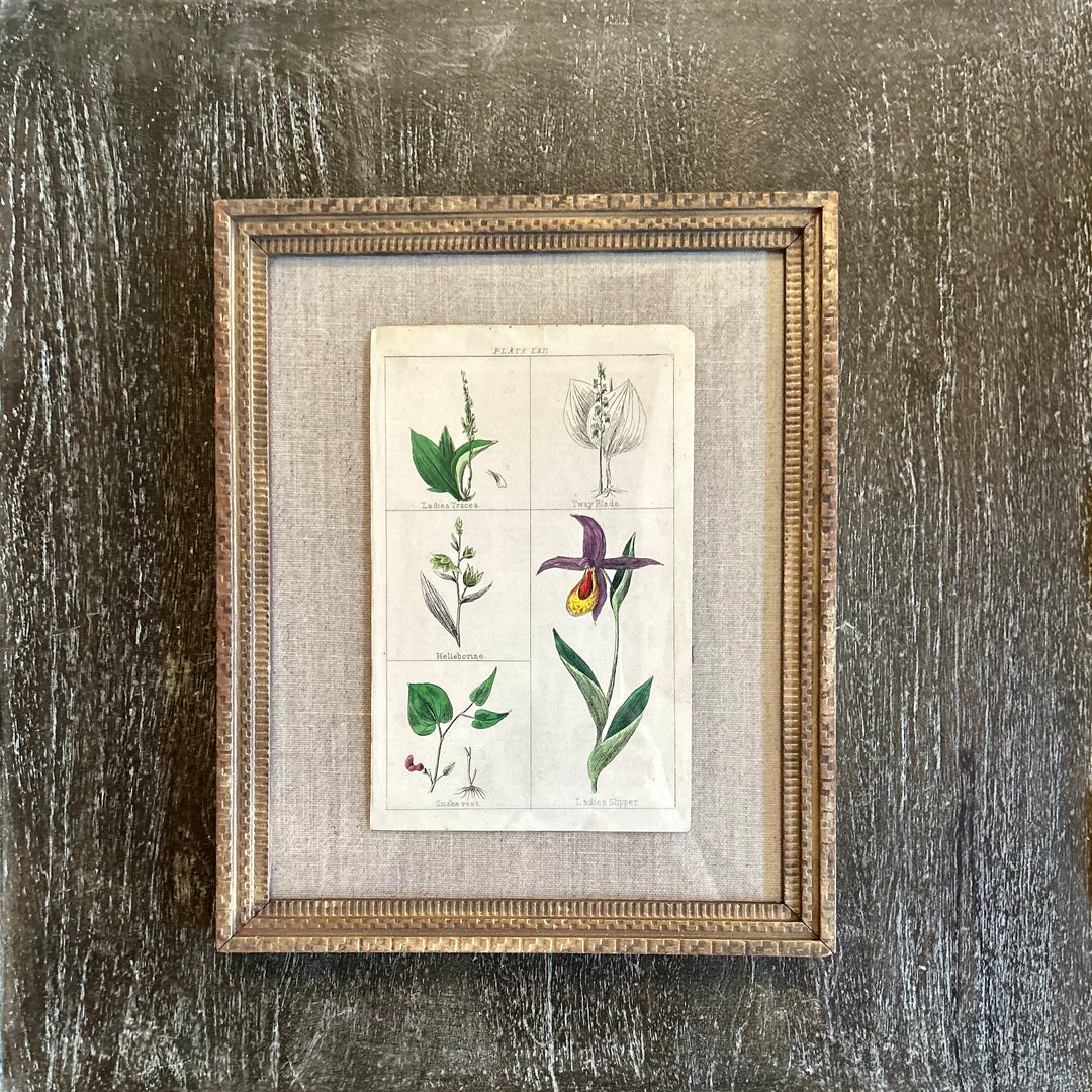 Antique botanical plate in vintage frame