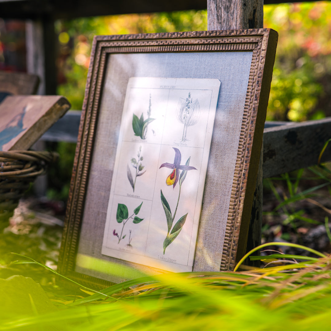 Antique botanical plate in vintage frame
