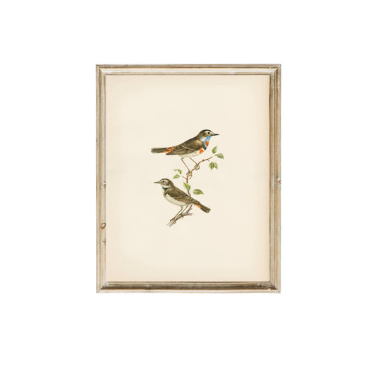 Vintage Art Print- Birds (framed)