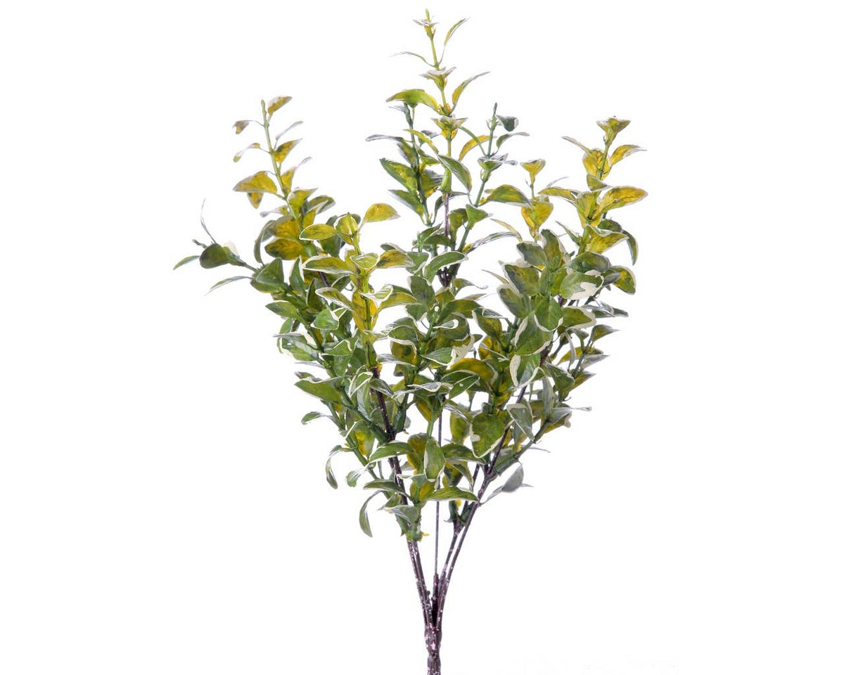 Boxwood 13" Bush - Variegated Green