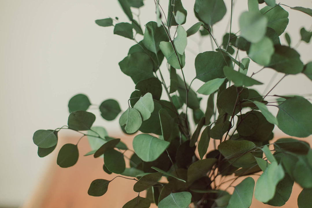 Green Silver Dollar Eucalyptus Bundle