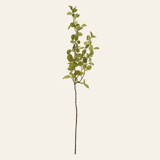 Western Serviceberry Spray