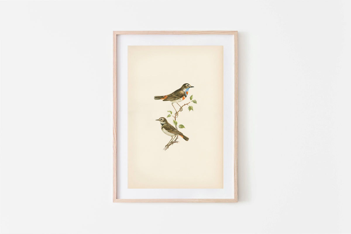 Vintage Art Print- Birds (framed)