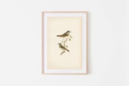 Vintage Art Print- Birds (framed)