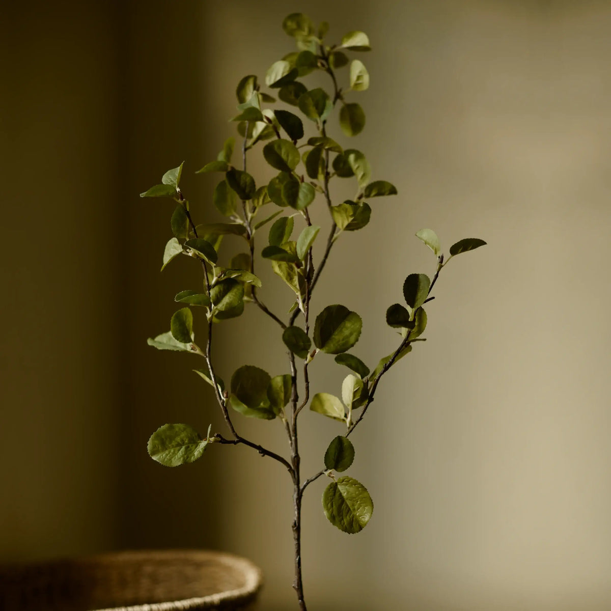 Western Serviceberry Spray