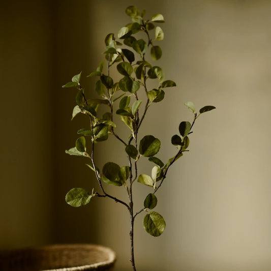 Western Serviceberry Spray