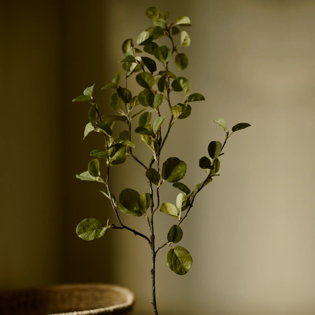 Western Serviceberry Spray