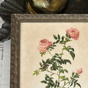 Botanical rose print in antique French frame