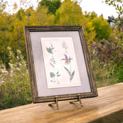 Antique botanical plate in vintage frame