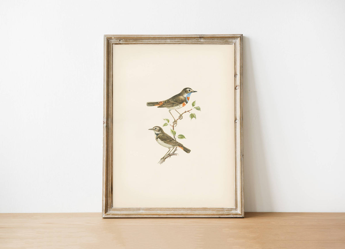 Vintage Art Print- Birds (framed)