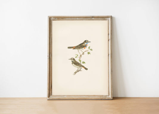 Vintage Art Print- Birds (framed)