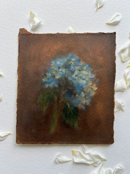 Blue Hydrangea Bloom- original oil on paper by Alicia Cook