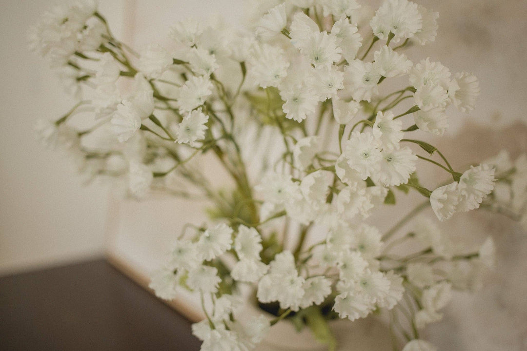 Gypsophila Elegan - Babies breath