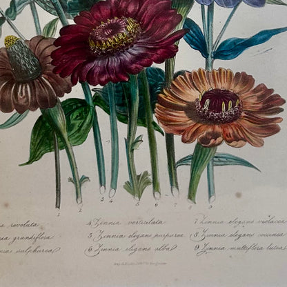 Hand-Coloured Botanical Zinnia Plate
