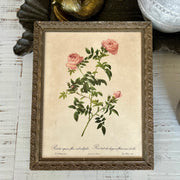 Botanical rose print in antique French frame