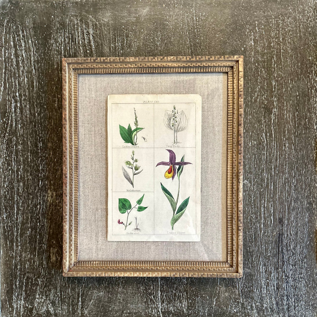 Antique botanical plate in vintage frame
