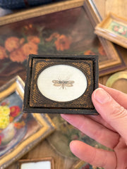 Miniature Framed 19th-Century Moth Study in Original Papier-Mache