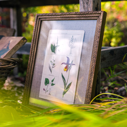 Antique botanical plate in vintage frame