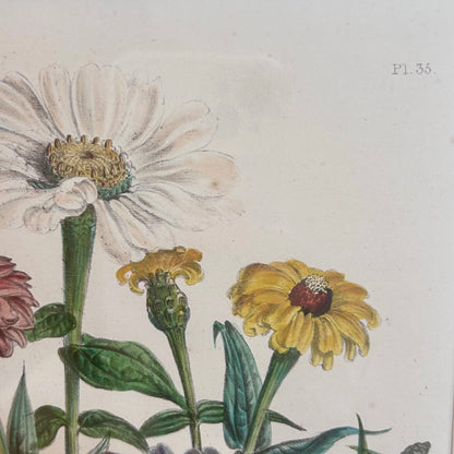 Hand-Coloured Botanical Zinnia Plate
