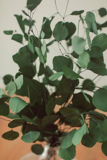 Green Silver Dollar Eucalyptus Bundle