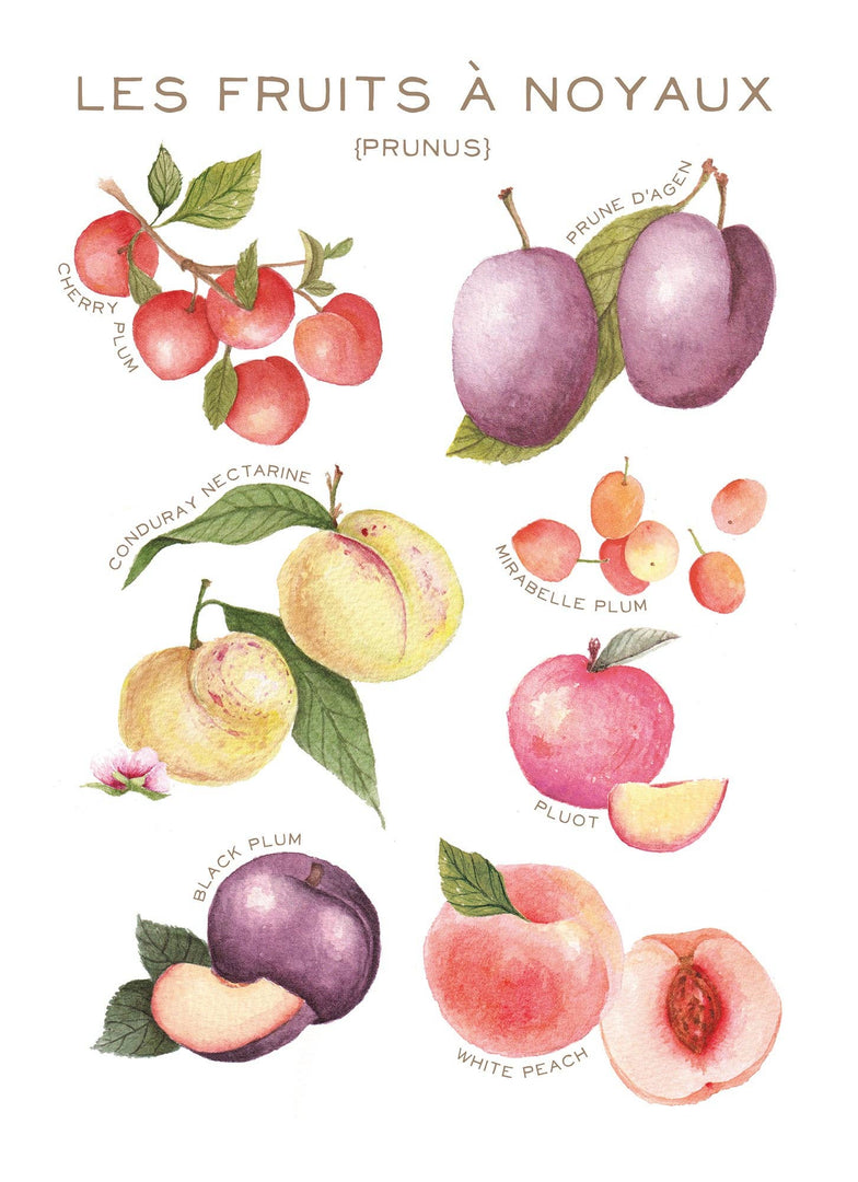 Les Fruits a noyaux - Linge de maison / Kitchen Linen